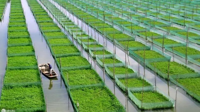 农民专业合作社注销审计报告：必要性与流程解析