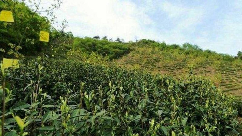 休闲农业园区设计报价，为什么总比预期高出一截