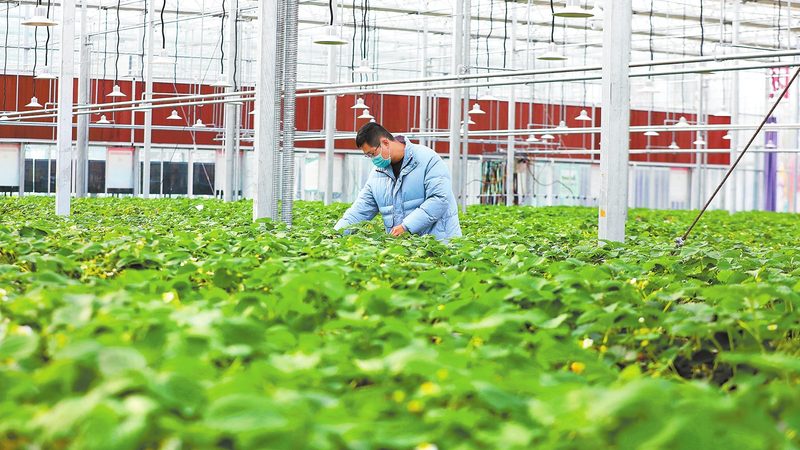 农民专业合作社标准：构建现代农业的基石