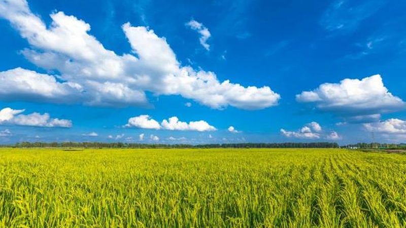 农业种植技术学习的路径与关键步骤