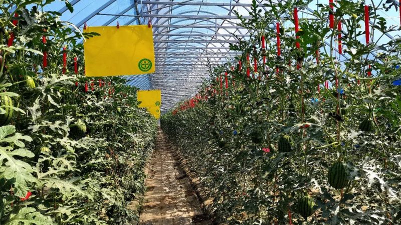 大棚农业种植技术哪家好