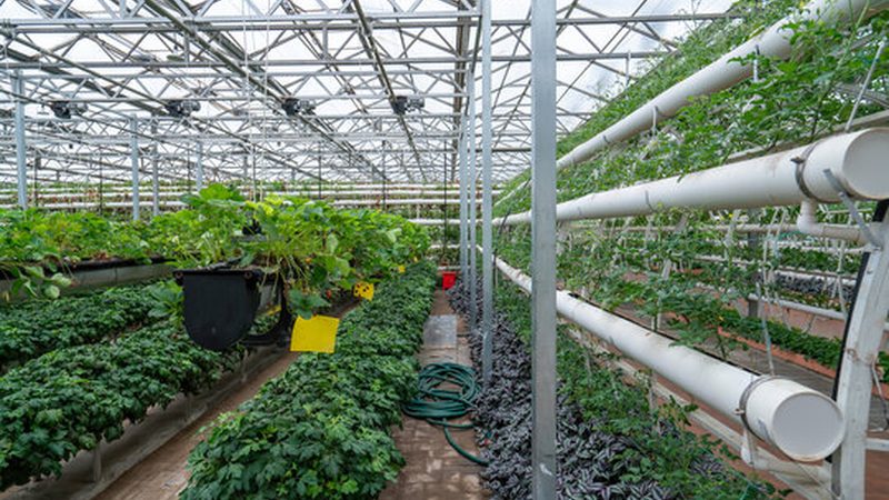 小型农业种植项目加盟