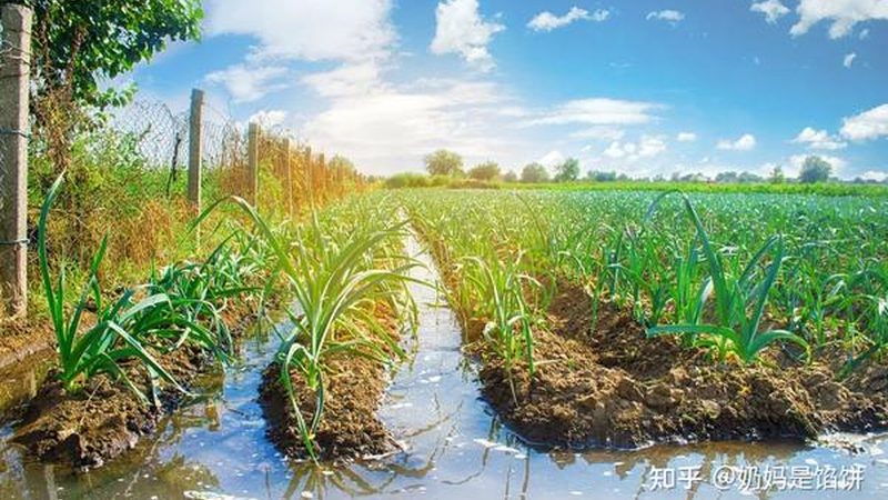合作社分红排名的背后：种植效益的硬核标尺