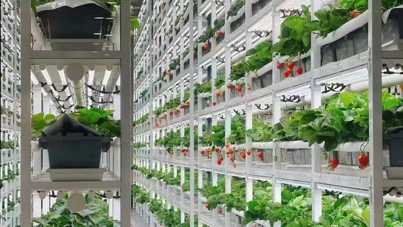 四川高原农业种植补贴政策：助力高原农业绿色发展**